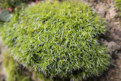 Grimmia pulvinata
