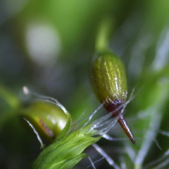 Grimmia pulvinata