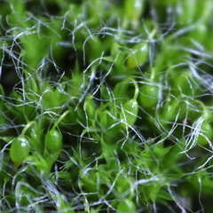 Grimmia pulvinata