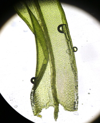 Grimmia pulvinata