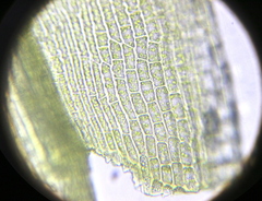 Grimmia pulvinata