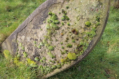 Grimmia pulvinata