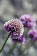 Armeria maritima sibirica