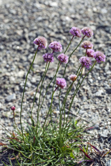 Armeria maritima sibirica