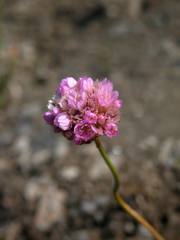 Armeria maritima sibirica