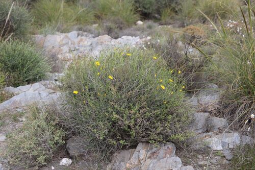Launaea lanifera
