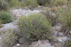 Launaea lanifera