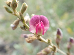 Tephrosia apollinea