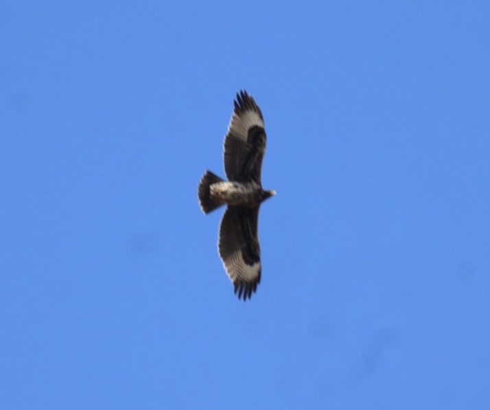 Verreaux's Eagle (Aquila verreauxii), photo 3