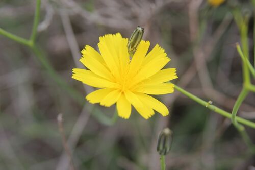 Launaea lanifera, photograph 1