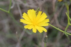 Launaea lanifera, photograph (c) Olivier Argagnon, some rights reserved (CC BY)