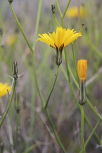 Launaea lanifera, photograph 2