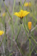 Launaea lanifera, photograph (c) Olivier Argagnon, some rights reserved (CC BY)