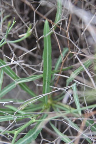 Launaea lanifera, photograph 3