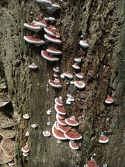 Rhodofomitopsis feei