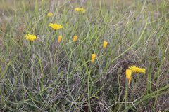 Launaea lanifera, photograph (c) Olivier Argagnon, some rights reserved (CC BY)
