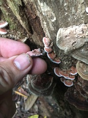 Rhodofomitopsis feei