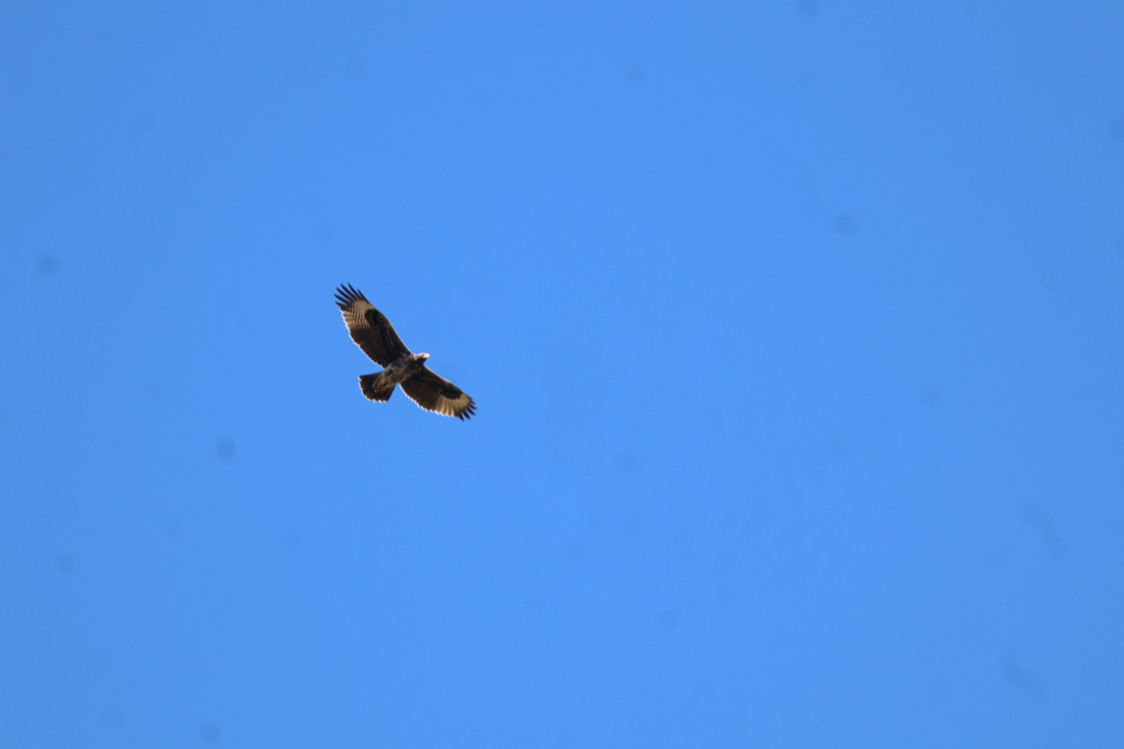 Verreaux's Eagle (Aquila verreauxii), photo 4