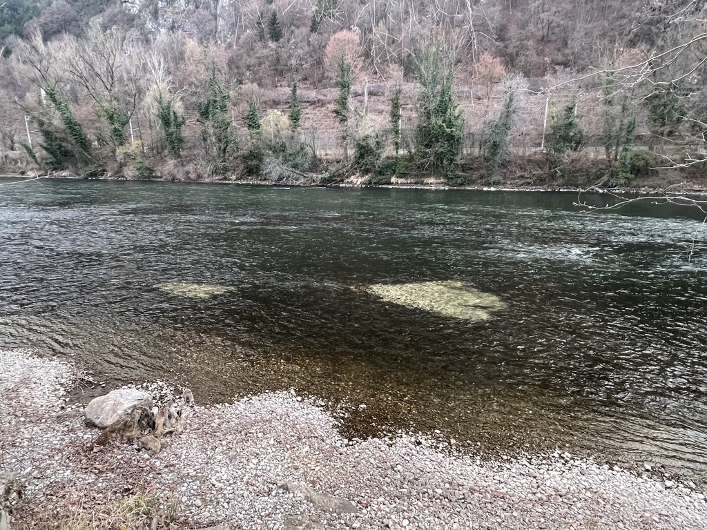Donauzalm (Hucho hucho) — Salmonidae