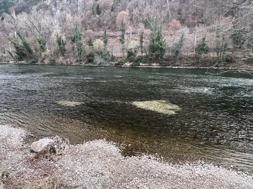 Huchen (Hucho hucho) — Salmonidae
