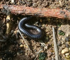 Archispirostreptus syriacus