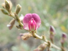 Tephrosia apollinea