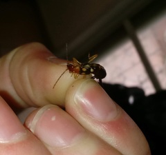 Forficula smyrnensis