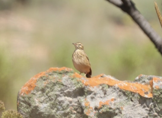 Nicholson's Pipit (Anthus nicholsoni), photo 6