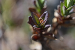 Oxylobus arbutifolius