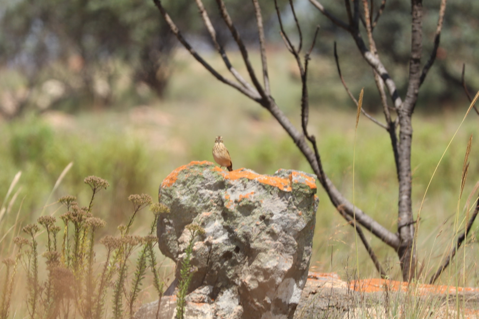 Nicholson's Pipit (Anthus nicholsoni), photo 7