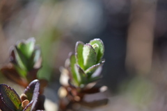 Oxylobus arbutifolius