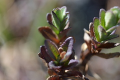 Oxylobus arbutifolius
