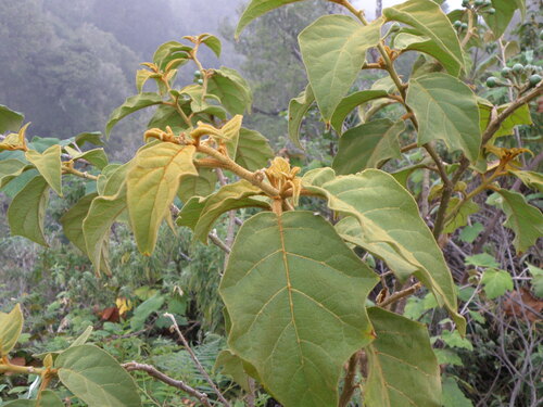 Solanum torvoideum