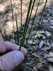 Juncus coriaceus