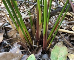Juncus coriaceus