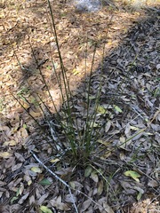 Juncus coriaceus