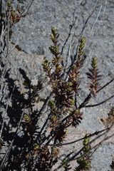 Oxylobus arbutifolius