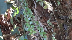 Sphyrospermum buxifolium