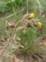 Biebersteinia multifida