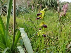 Ophrys fusca iricolor