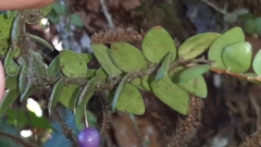 Sphyrospermum buxifolium