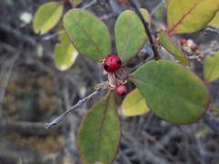 Stegnosperma halimifolium