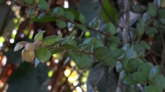 Sphyrospermum buxifolium