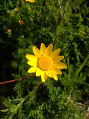 Anacyclus radiatus