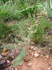 Biebersteinia multifida