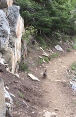 Dendragapus obscurus