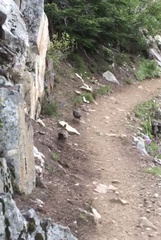 Dendragapus obscurus