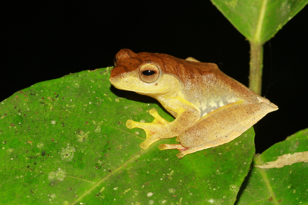 Robert Inger's Tree Frog