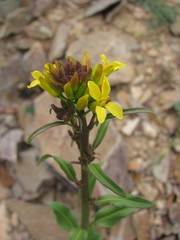Sisymbrium brassiciforme