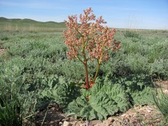 Rheum tataricum